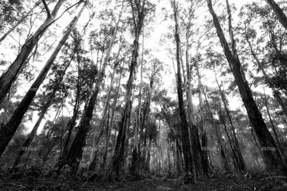 Black and white forest