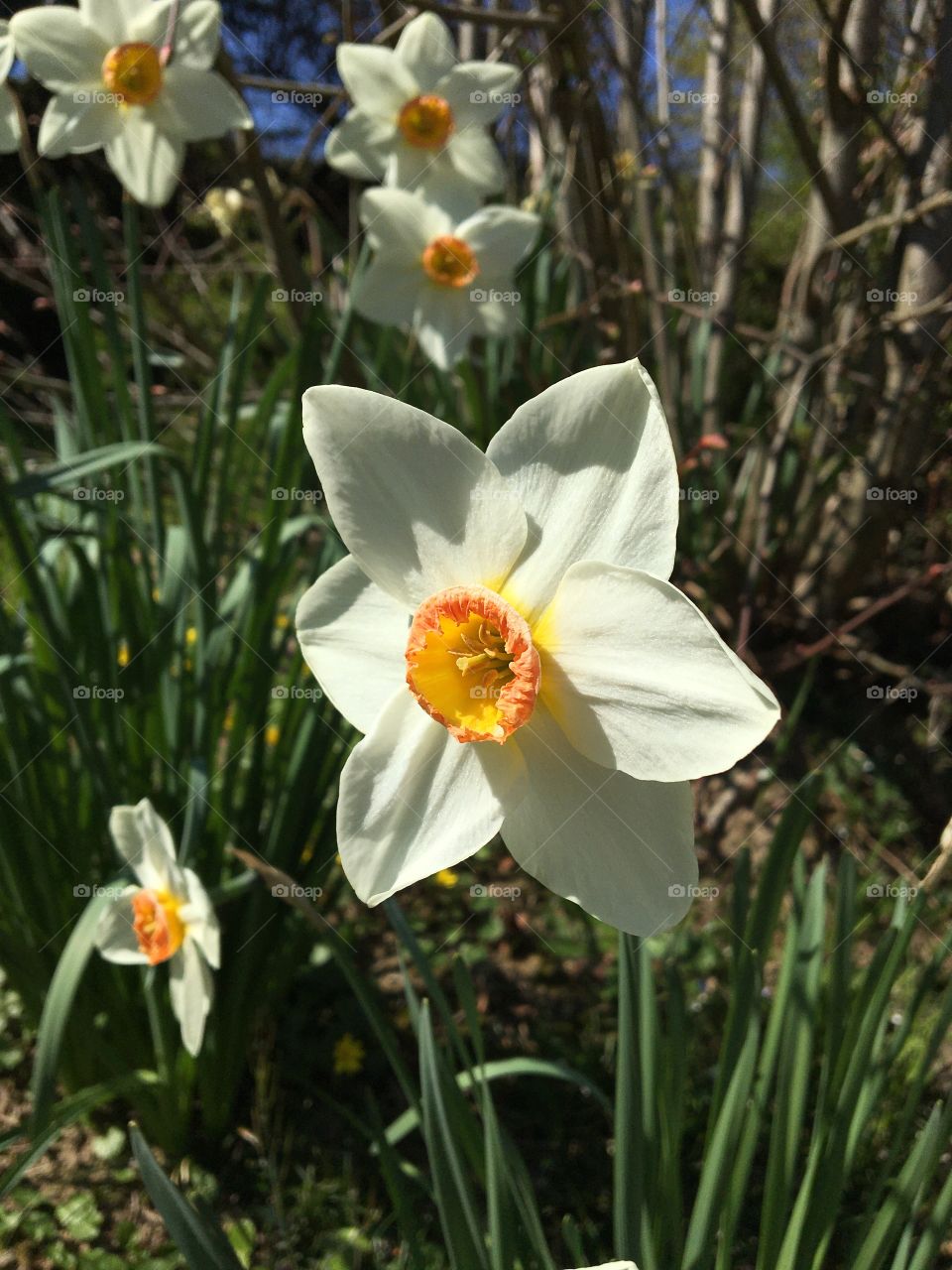 Daffodil