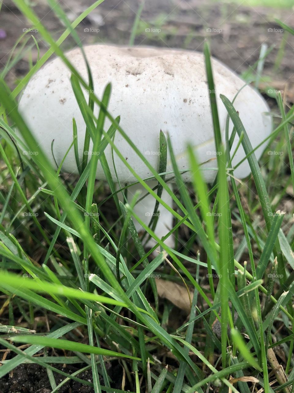White mushroom 