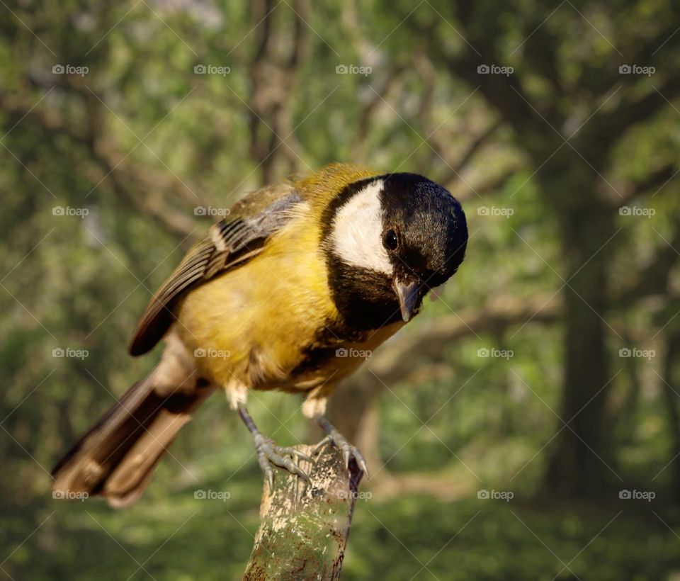 Beautiful and cute bird