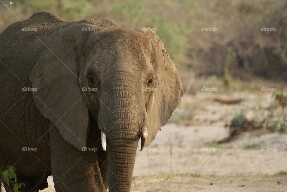 An elephant in the sun 