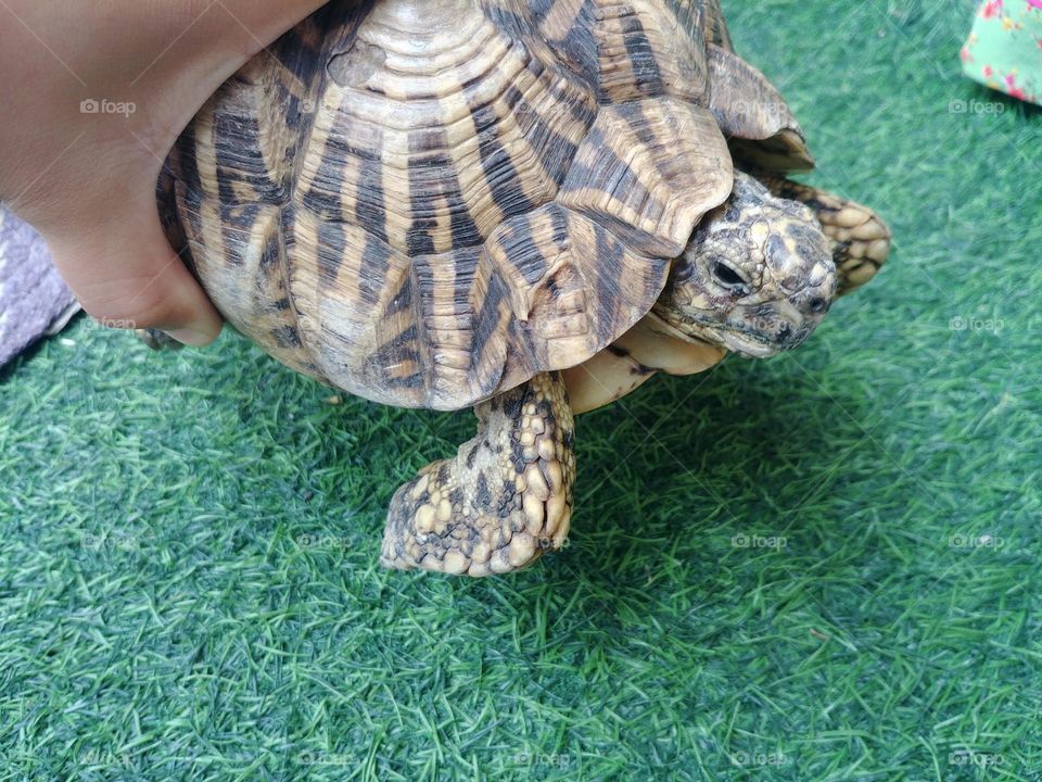 turtles 🐢 🐢 🐢