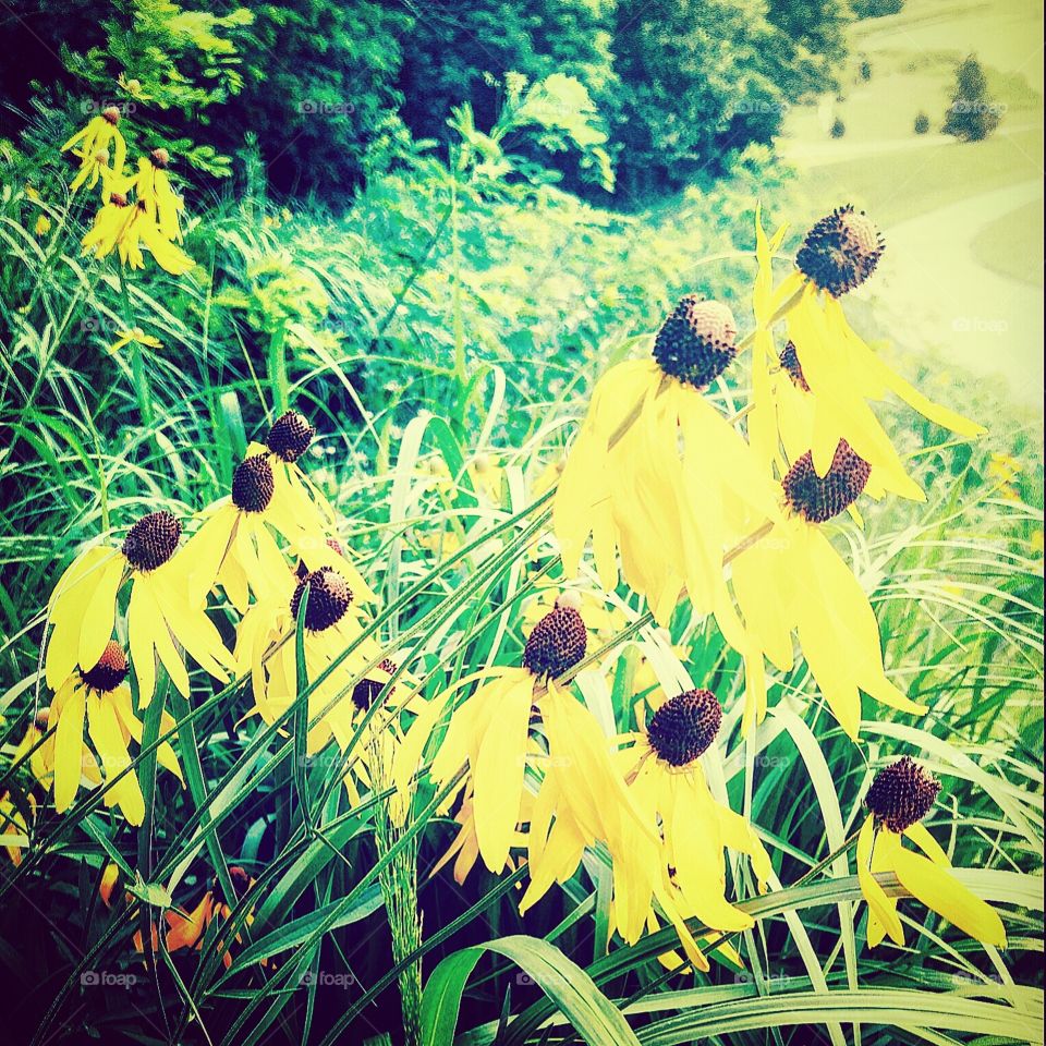 Late summer wildflowers