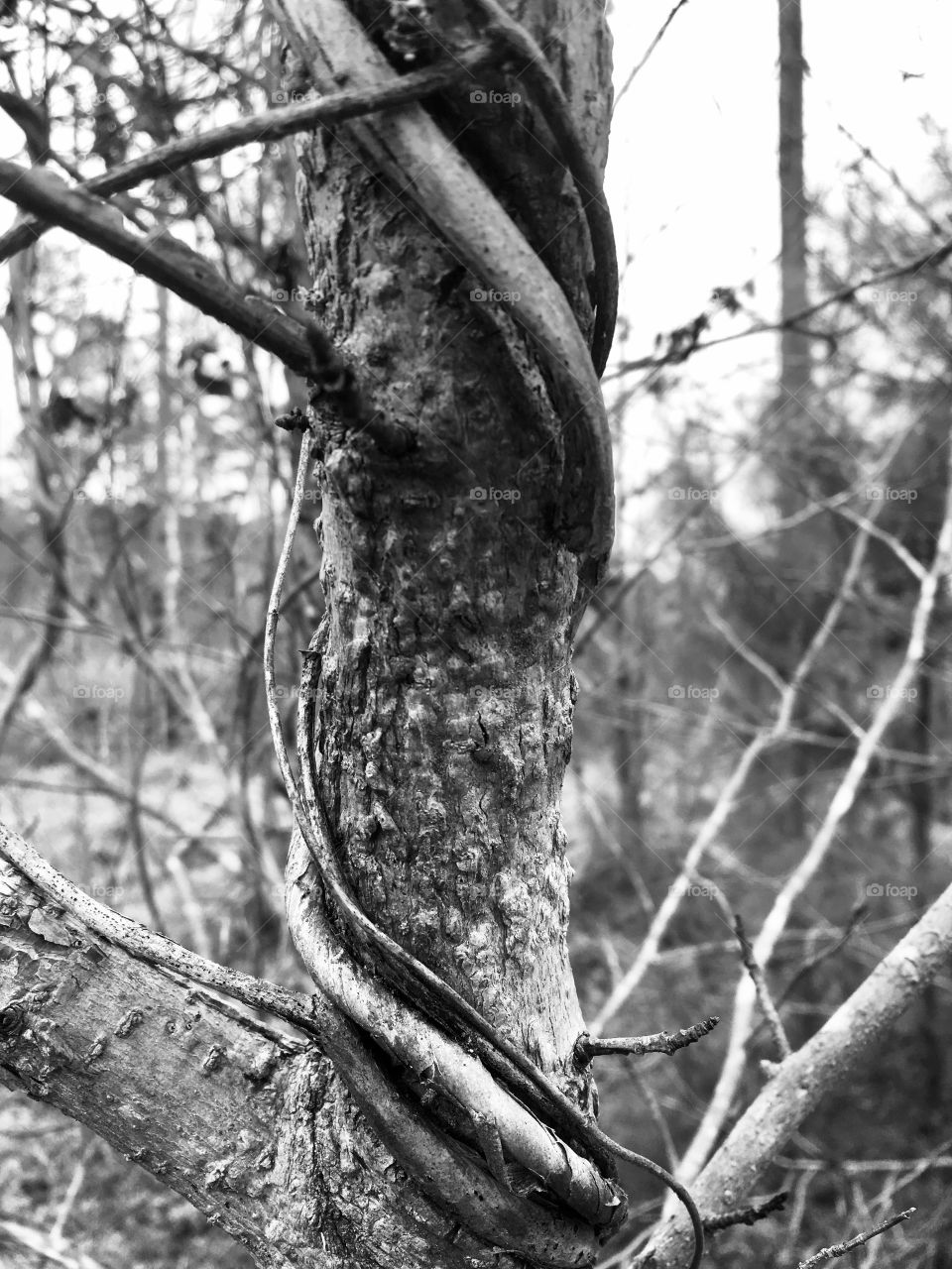 Black and white image of a tree wrapped by vines
