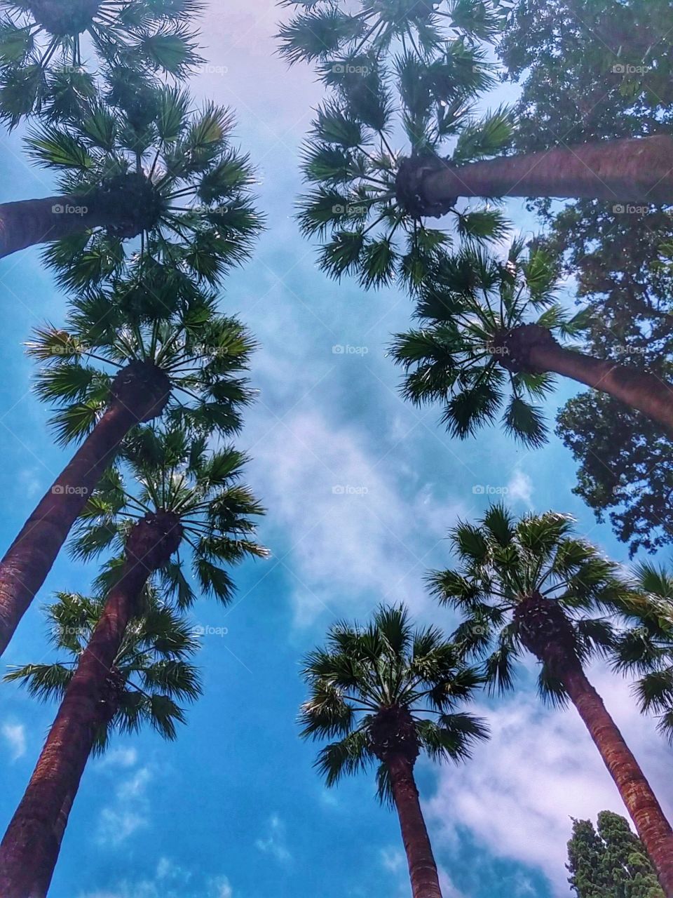 Palm trees in National Garden!