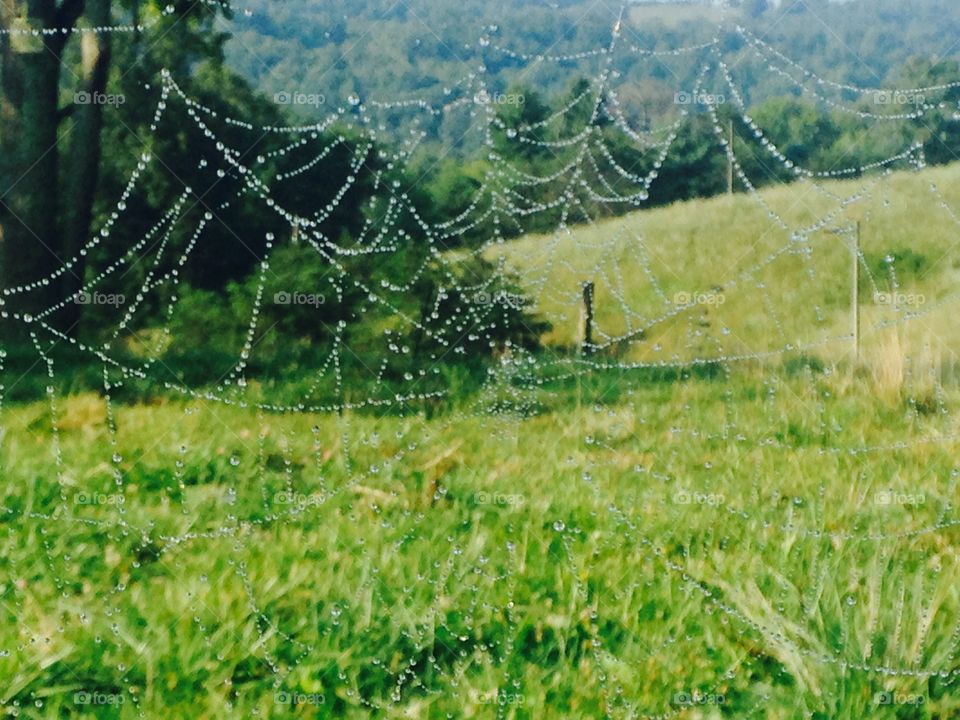 Web with a View