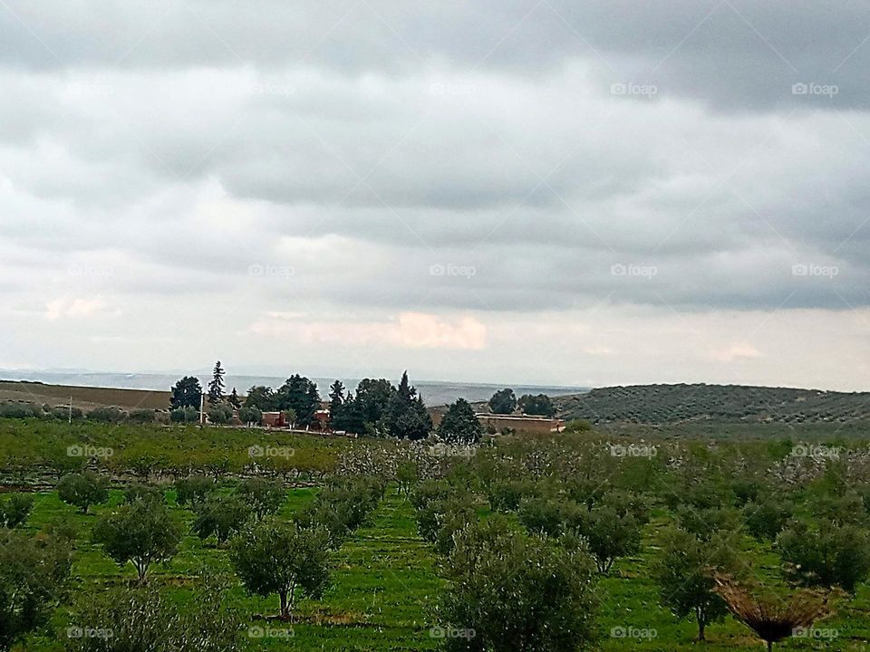 Olives trees