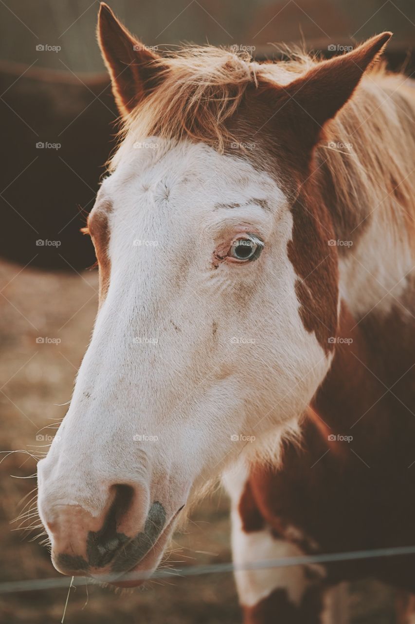 Spotted Horse on a farm, Brown and white horse, blue eyed horse, horse in a barnyard, horse outside, retreat with horses, inn with horses in New York, horses in New York, wild horses, beautiful horses 