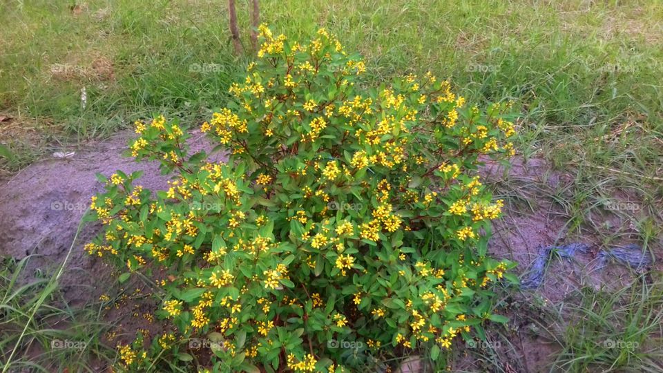 Garden yellow flower