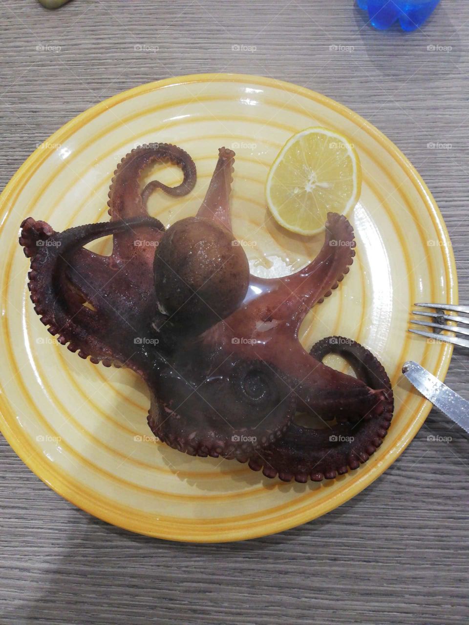 octopus