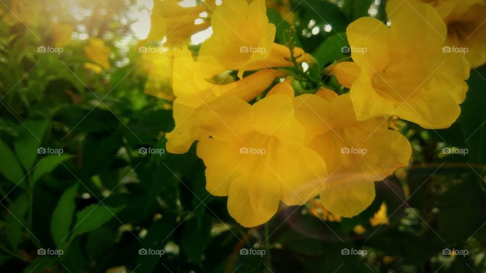 Sunlight on yellow flowers