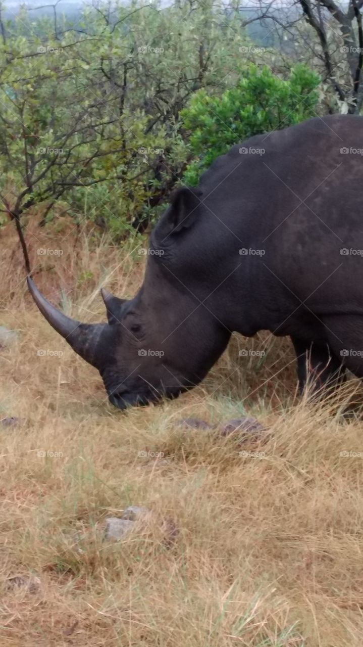 Picture of a Black Rhino in a Rhino Sanctuary in Kenya.