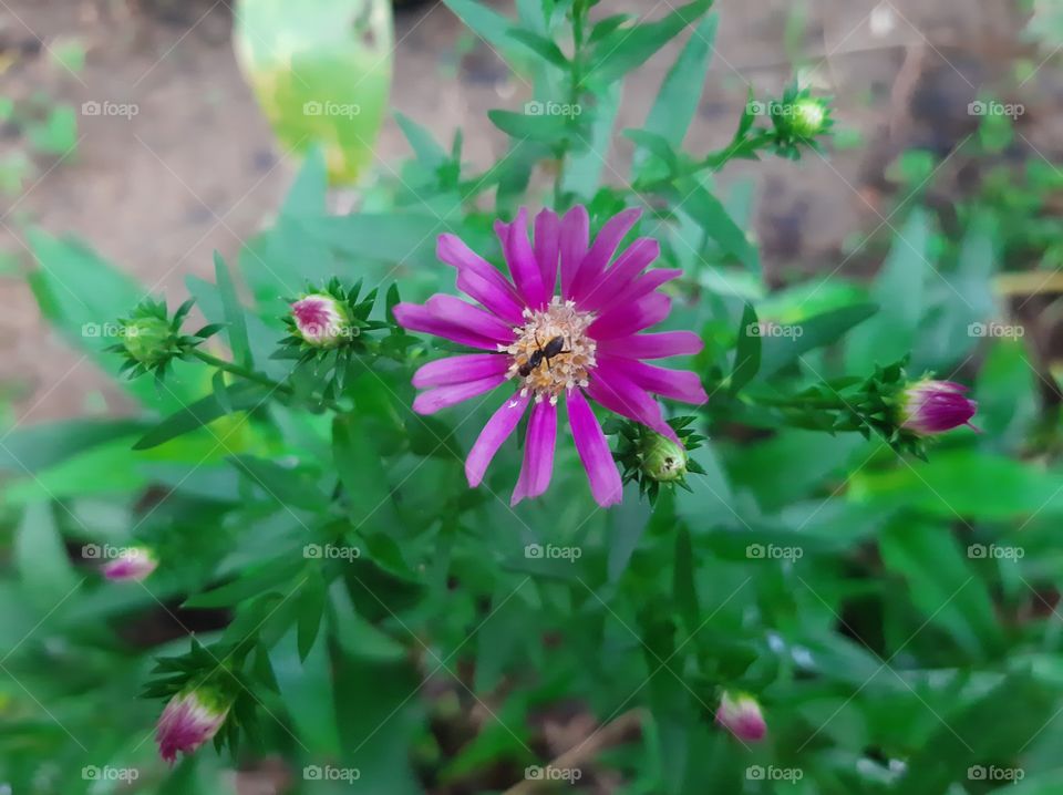 This is a one of beautiful flowers in my garden. Scientific name: Aizoaceae, Higher classification: Caryophyllales, Rank: Family.