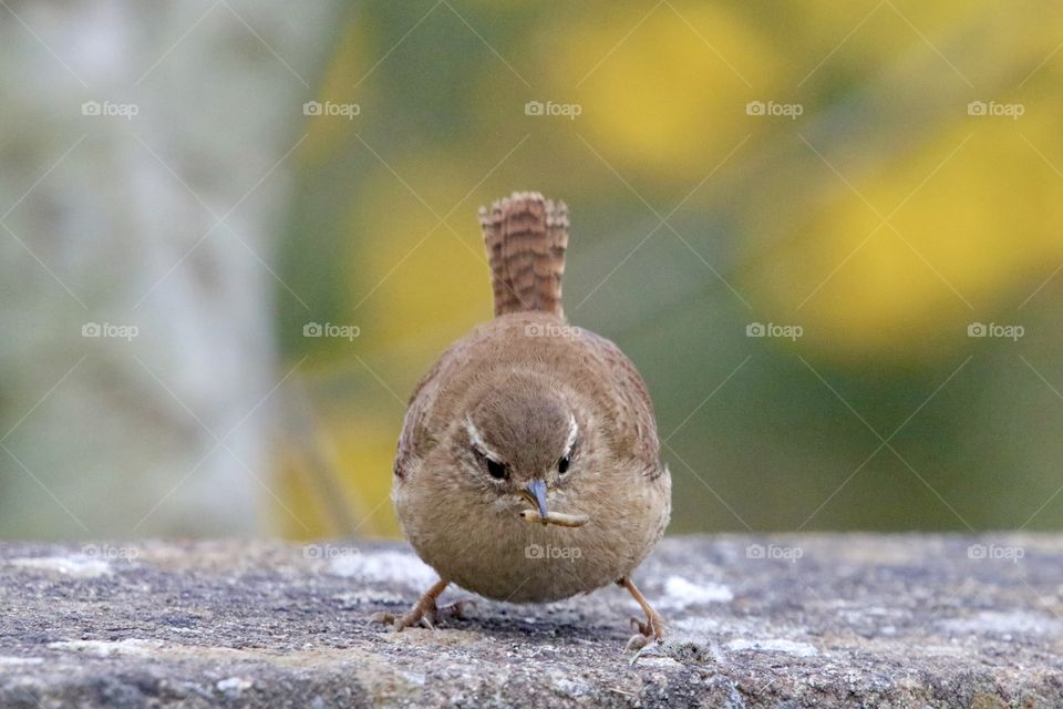 wren eating a worm