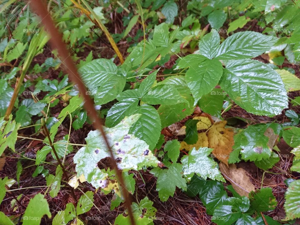 Wet Leaves