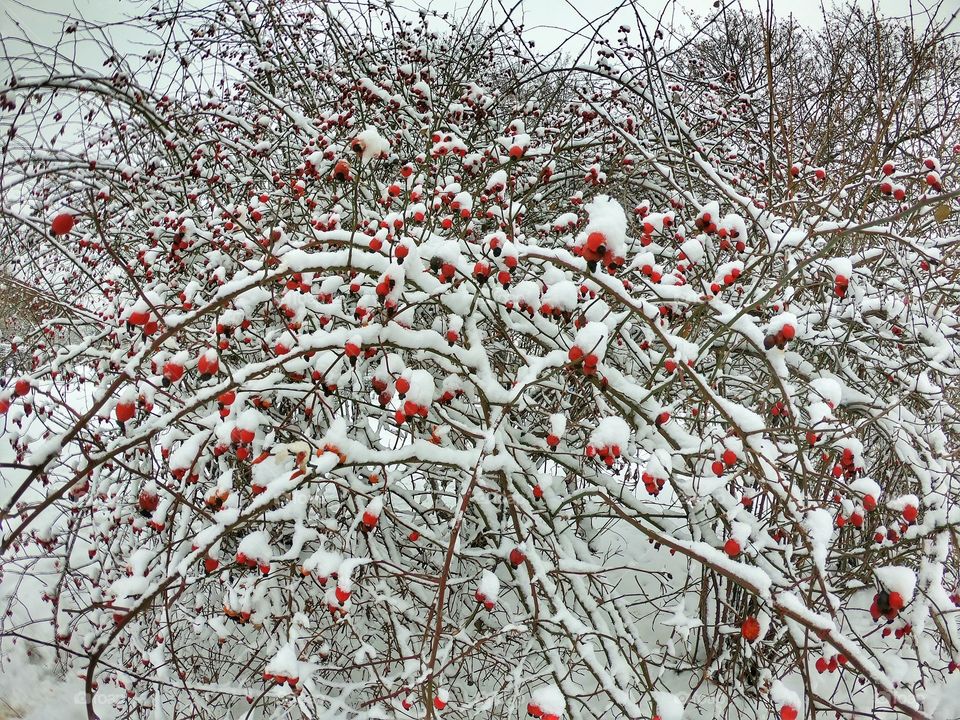 Winter berries