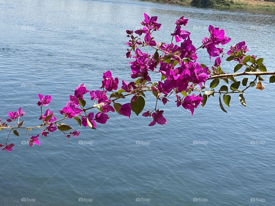 Beautiful flowers 