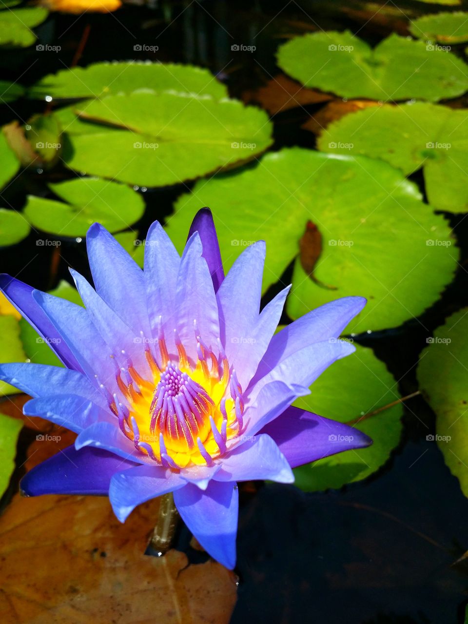 Colorful Lotus pond.