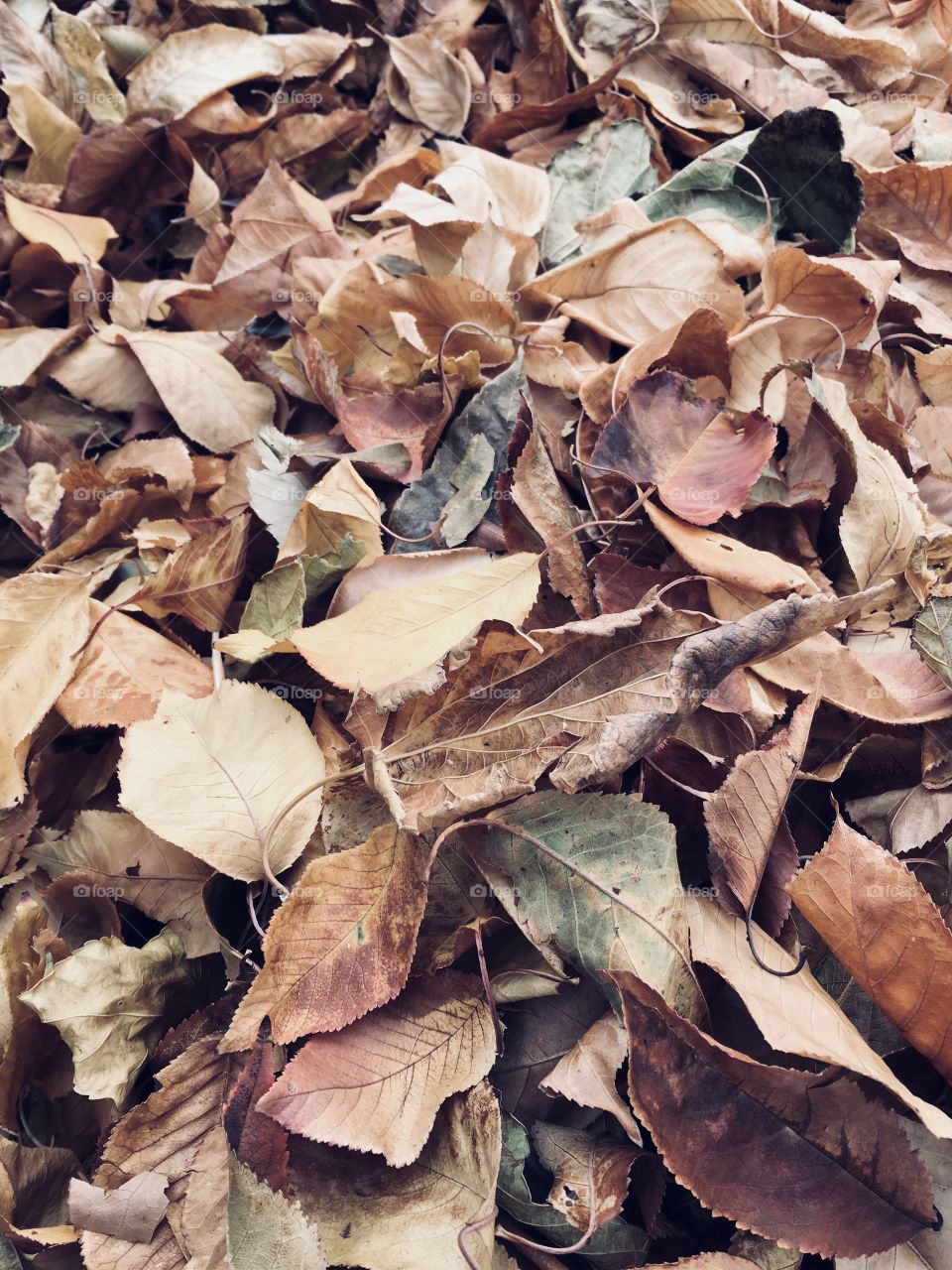 A pile of fallen leaves 