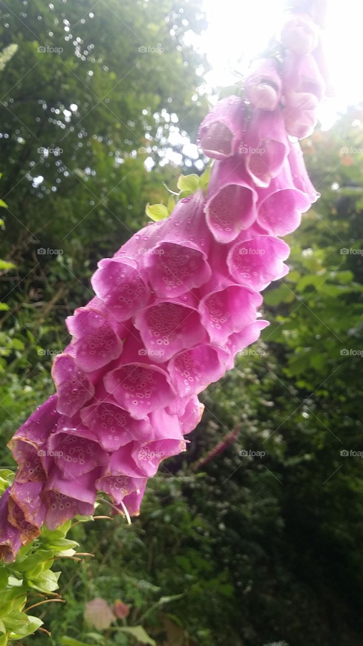 Pink flower closeup