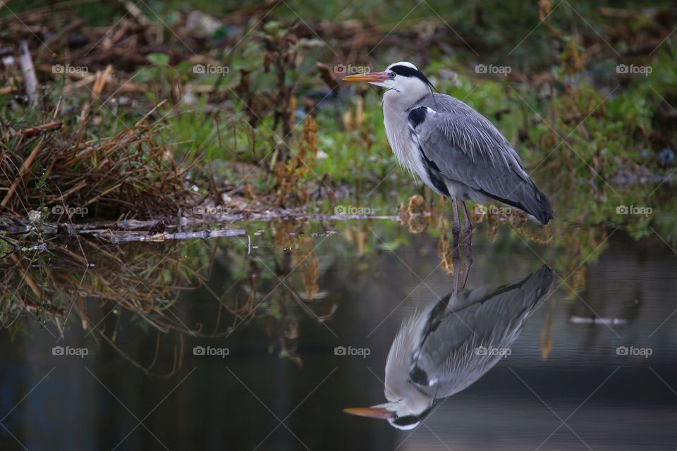 Gray heron at the mirror