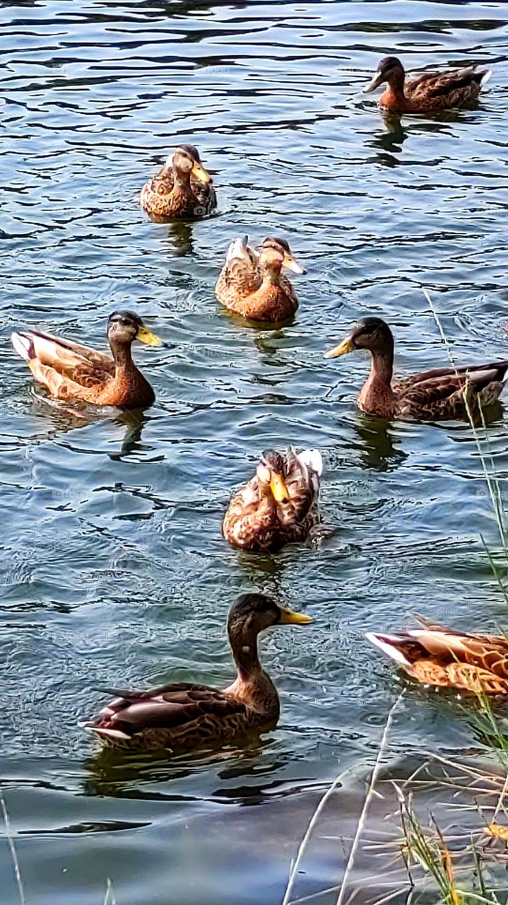 a flock of ducks in the water waiting for food