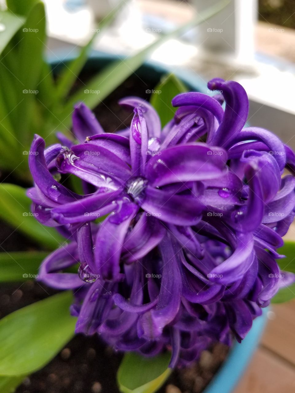 A purple hyacinth.