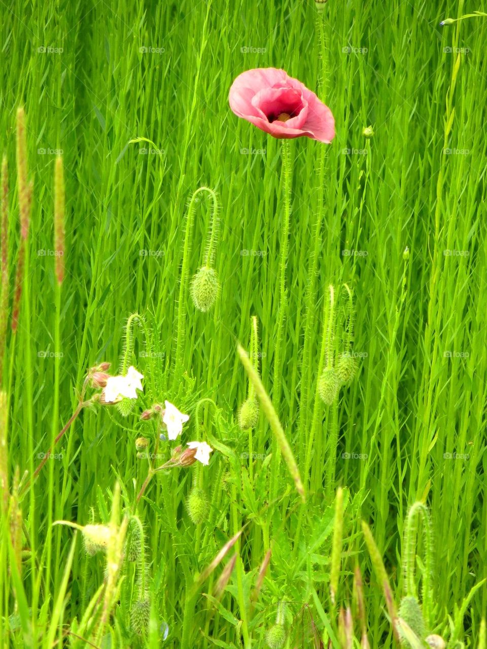 pink poppy