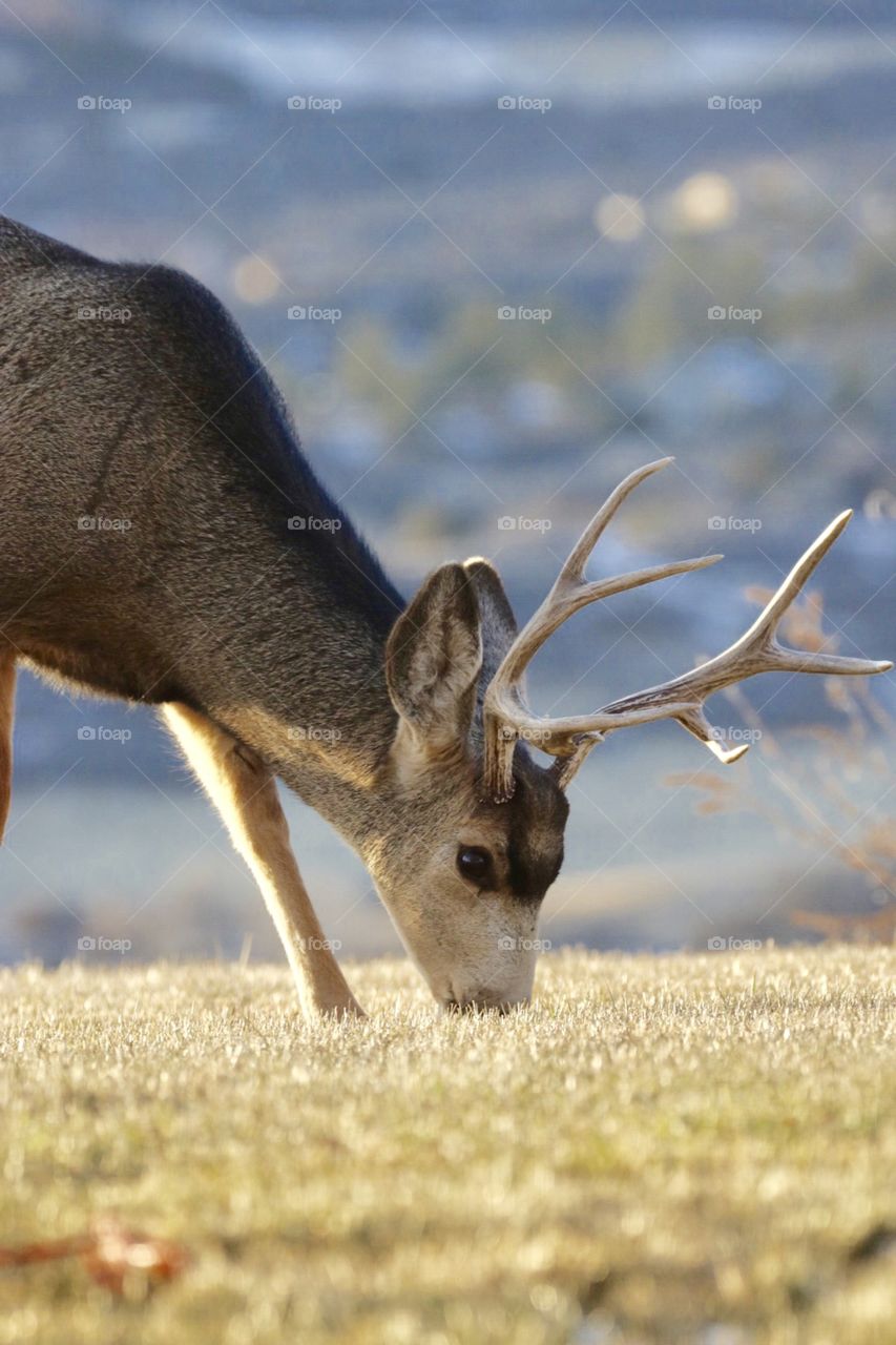 Buck eating grass 