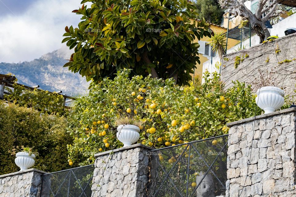 Beautiful view of lemon trees growing behind the stone fence of an apartment building on a clear sunny summer day on the island of Capri in Italy, bottom side close-up view. Urban plants concept.