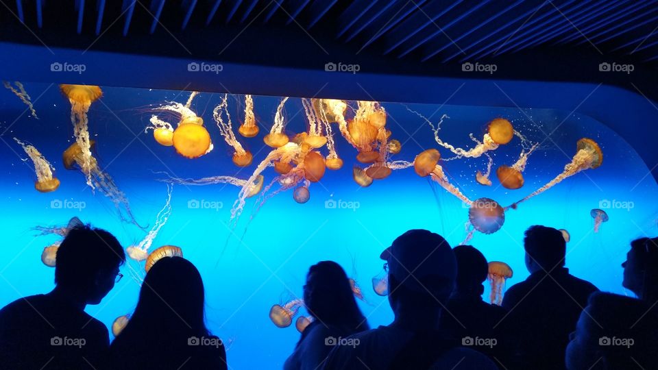 Jellies at the Aquarium