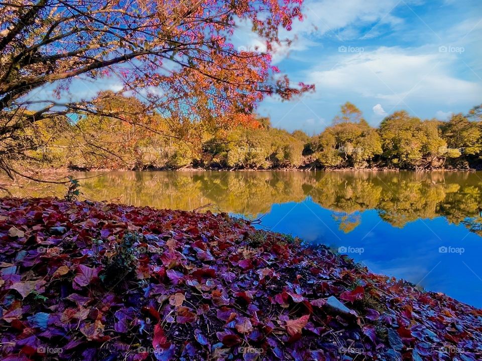 Beautiful maple forest and lake scenery