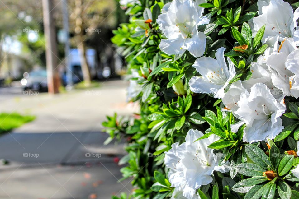 Nature's sidewalk Beauty
