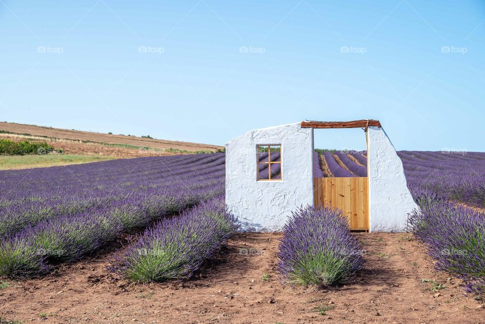 There is no House... But Purple Door Middle Lavender Field