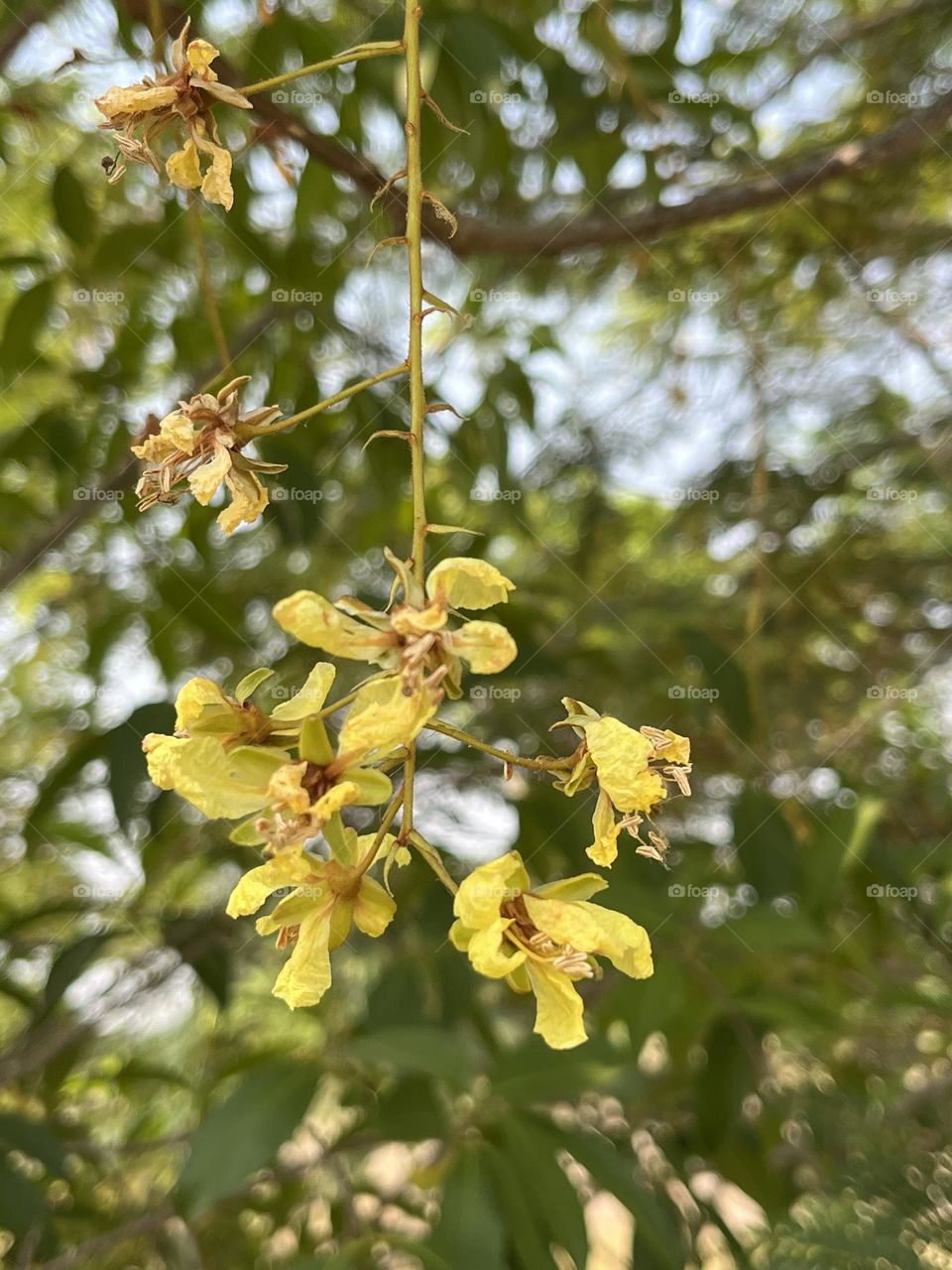 Plants around us, my hobby @ upcountry ( Thailand)