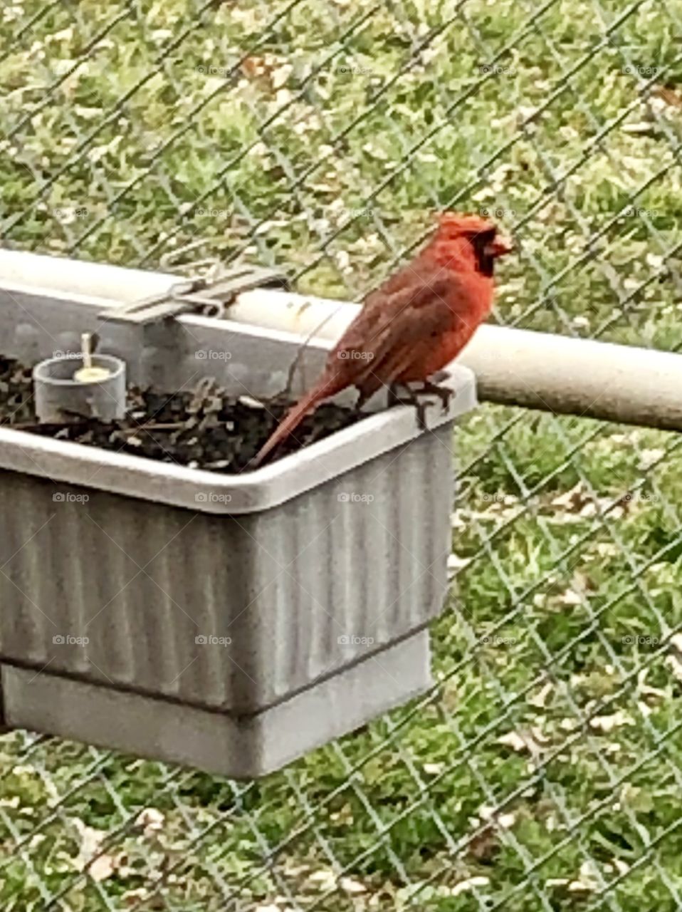 Red cardinal sitting on a flower box 