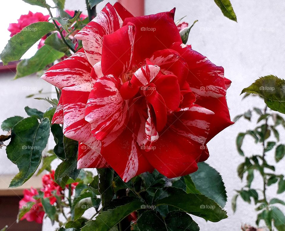 red and white  rose  in ful  bloom by a white  wall