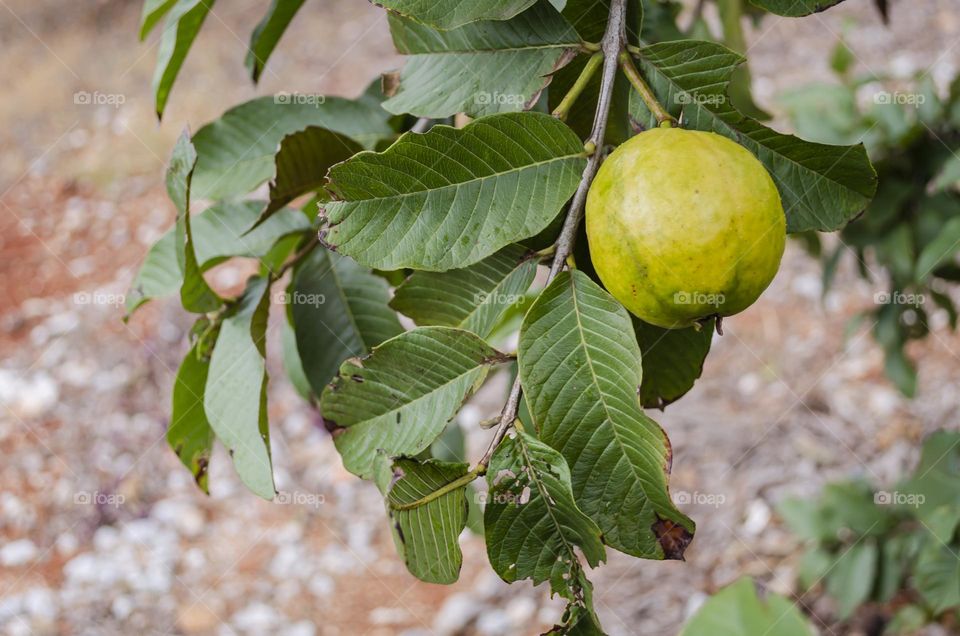 Isolated Guava On Leafy Branch