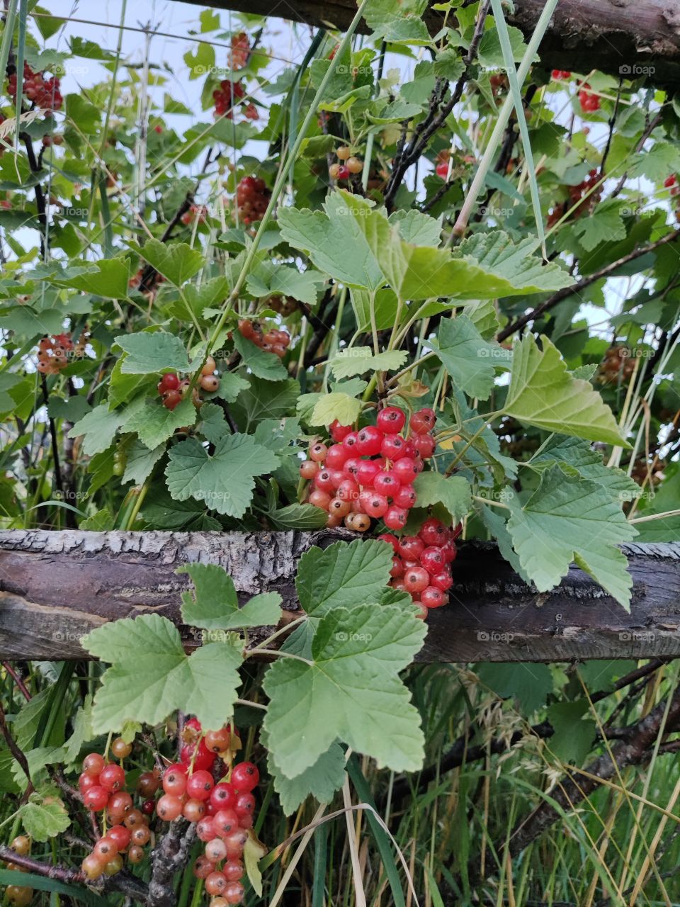 red currant