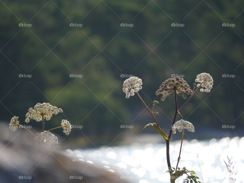 The Hogweed
