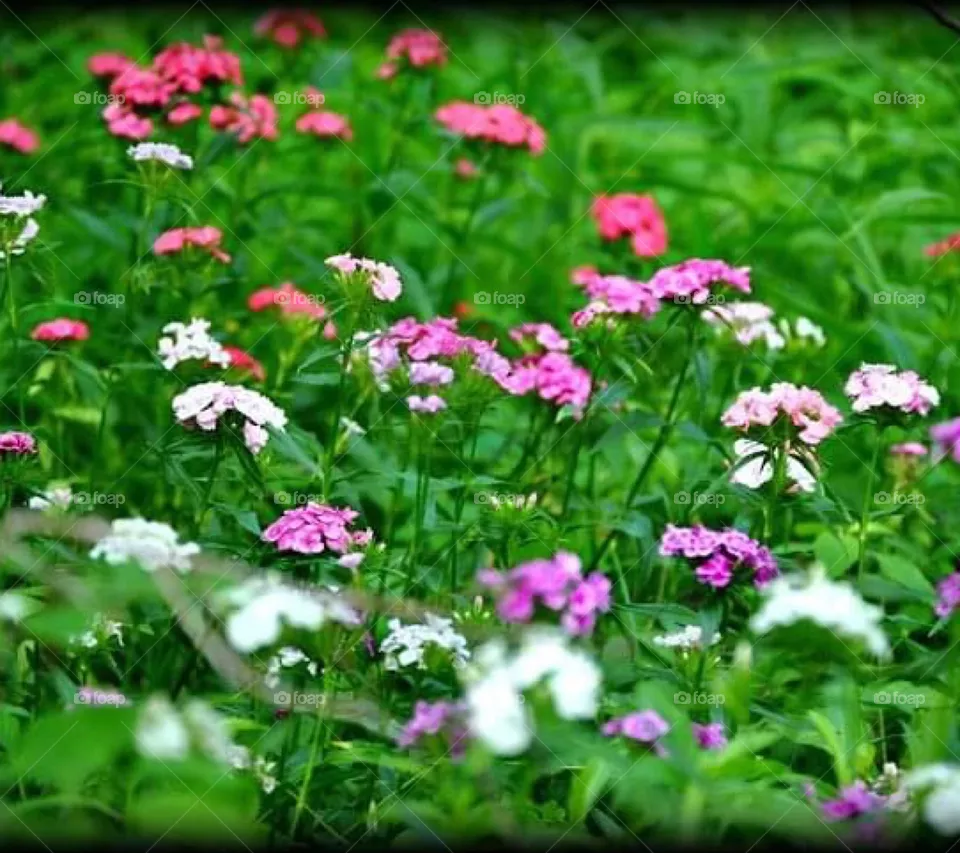 Spring flowers