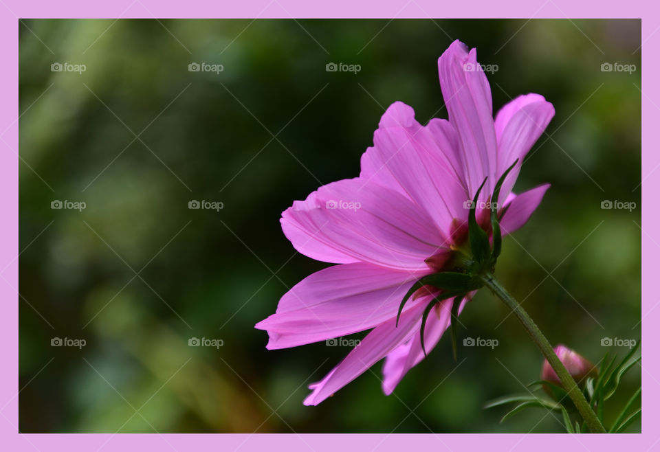 Delicate Cosmos flower from the back 