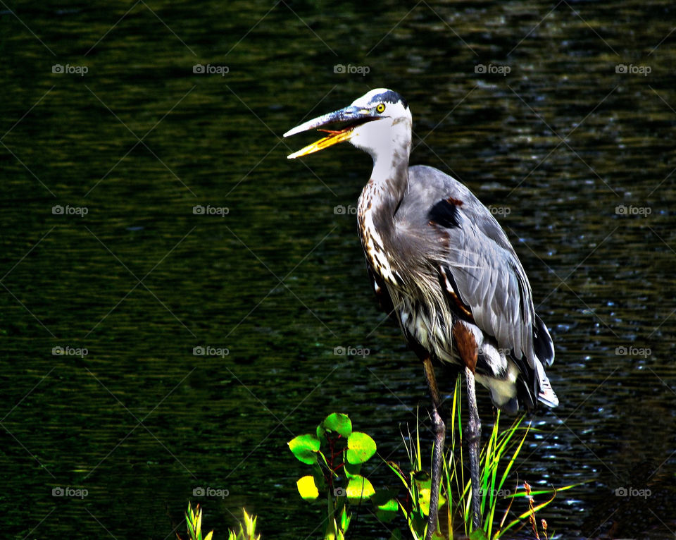 water animal bird heron by landon