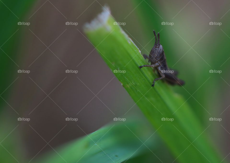 Little grasshopper on grass