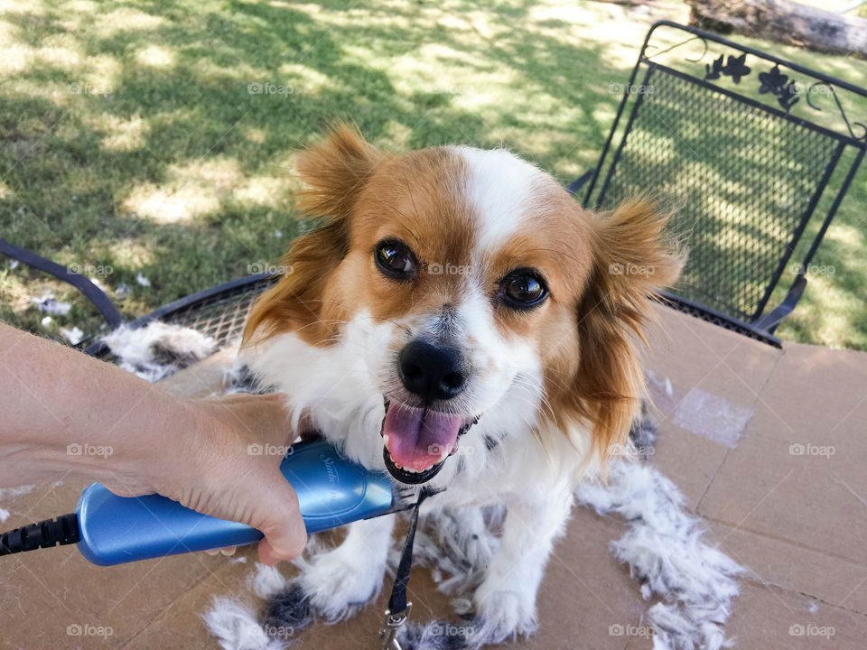 Women Grooming a Dog