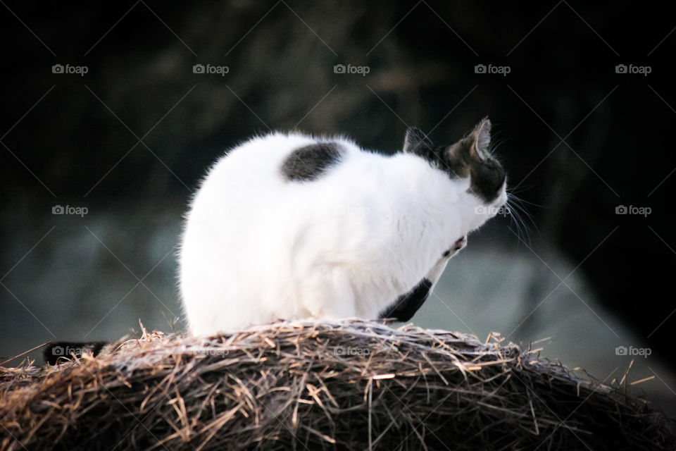 Cat on a Haybail