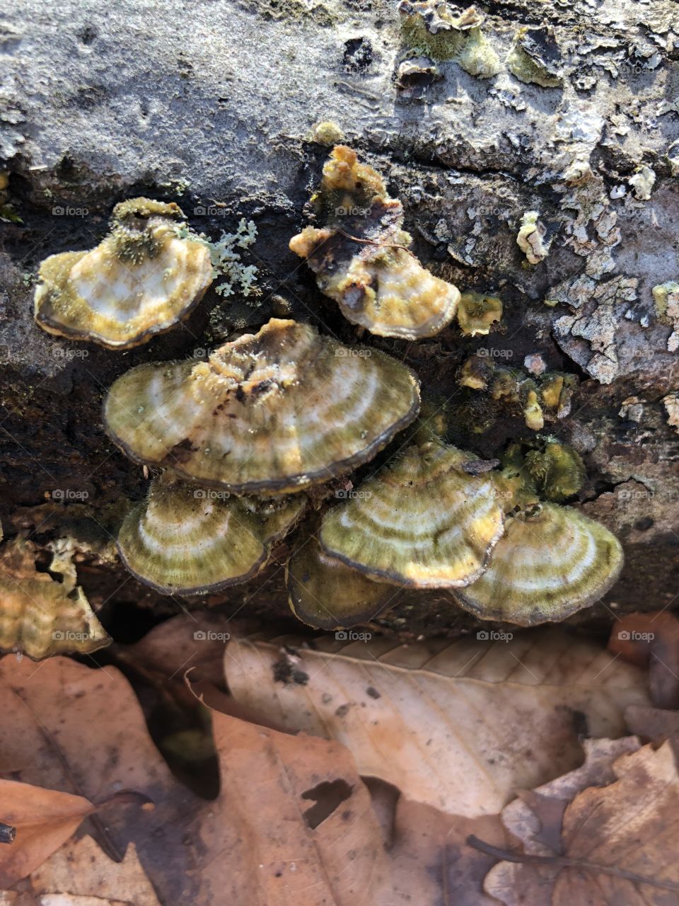 Pretty textured fungi