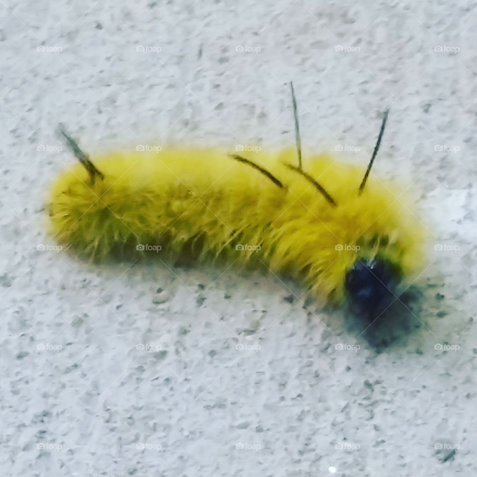 Glad I looked down, could've squished my little visitor
Caterpillar Friend