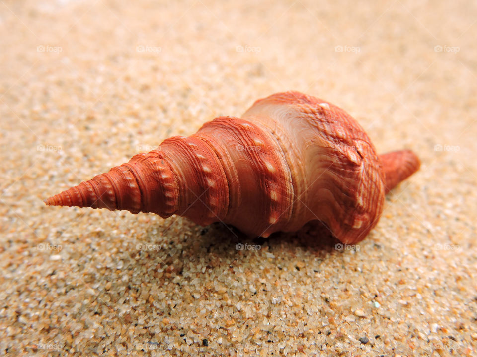 Close-up of a  brown seashell