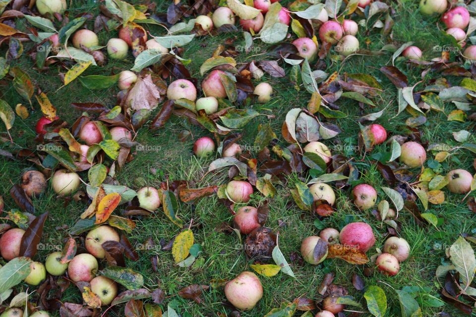 Fallen apples